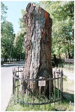 Saint-Petersburg. The Oak of Peter I