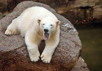 The Leningrad Zoo is 137 years of age.