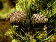 300 cedars will be planted in Pulkovo Park