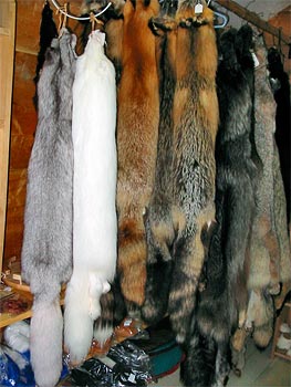 Fur Auction Opens in Russias St. Petersburg