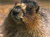 Marmot's Day