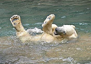 Bear Baby Makes his First Outing