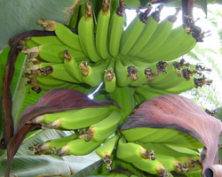 Banana Tree