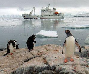 penguins