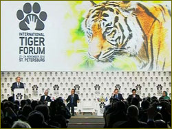 Tiger forum