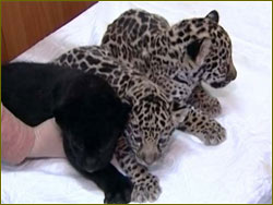 Trio of jaguar cubs