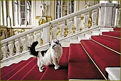 65 cats protect artworks at Russia museum