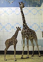 the seventh baby of Hamlet and Luga