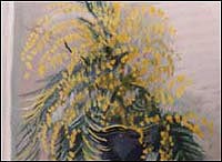 mimosa - the symbol of the Women's Day
